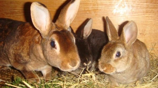 تربية الأرانب مربحة ، لكن الحيوانات تحتاج إلى رعاية دقيقة