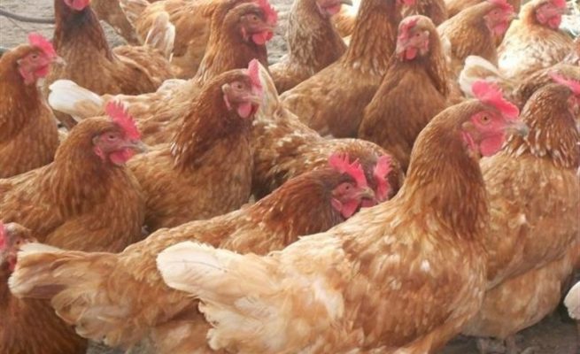 Breeding chickens rhodonite