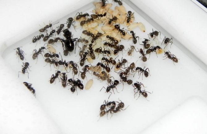 تربية النمل