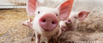 يمكن أن تكون تربية الخنازير مصدر دخل لأصحاب الساحات الخلفية الصغيرة.