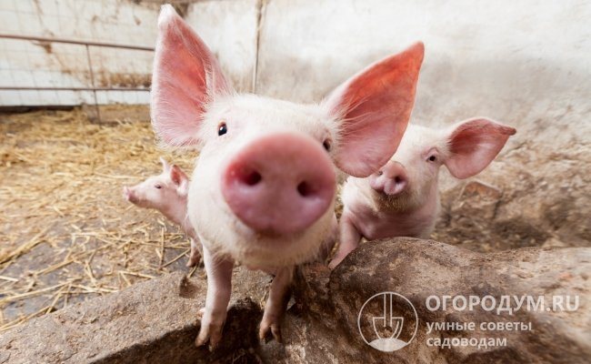 يمكن أن تكون تربية الخنازير مصدر دخل لأصحاب الساحات الخلفية الصغيرة.