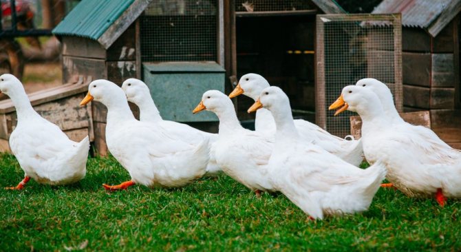 Breeding ducks at home for beginners growing and keeping