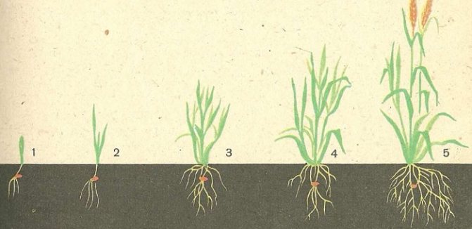 Развитие на кореновата система на зърнените култури