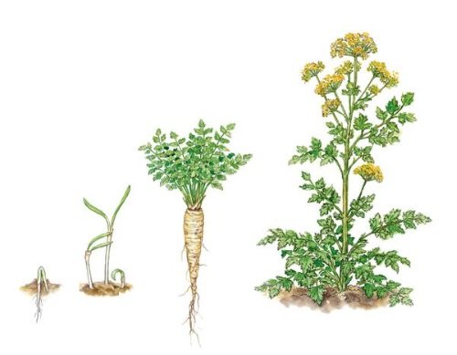 פיתוח צמחים
