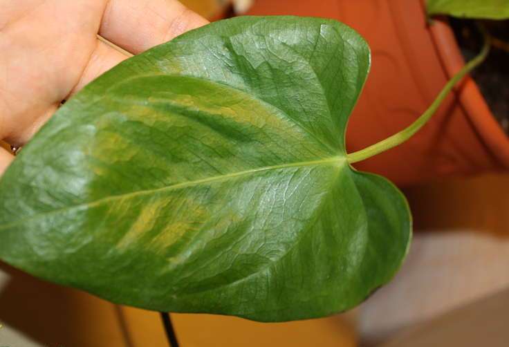 Чрез размножаване на листа могат да се отглеждат само антуриуми Scherzer, Andre антуриум, антуриуми с кожеста и гъста жилка.