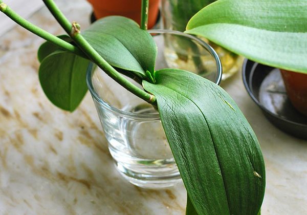 Återanvända en orkidé utan växthus