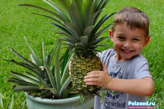 Child with pineapple