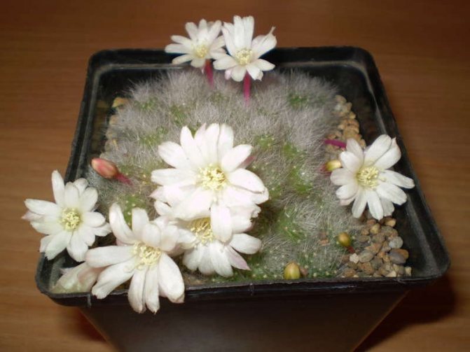Albiflora rebutia or white-flowered