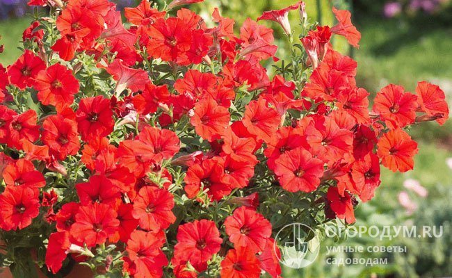 Červená (Surfinia Red) je velmi krásná odrůda, která získala řadu ocenění na různých výstavách. Jeho květy jsou namalovány v bohaté, dokonale čisté šarlatové barvě.