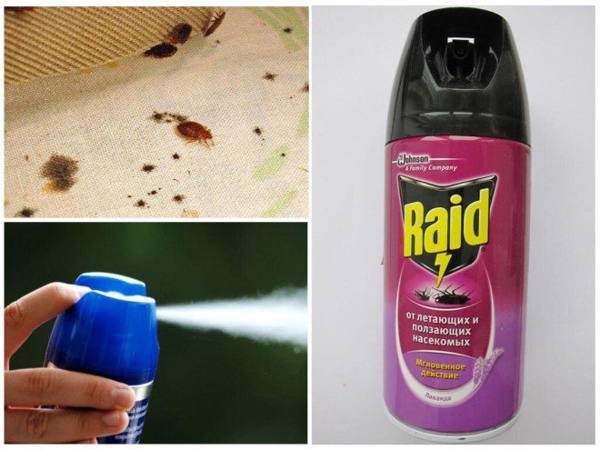 Raid and bedbugs