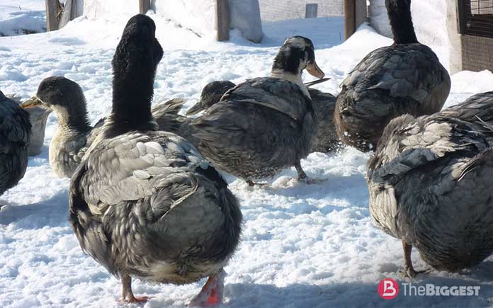 Rating of the largest duck breeds: Blue Favorite