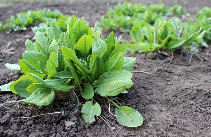 It is recommended to give preference to the Odessa sorrel variety