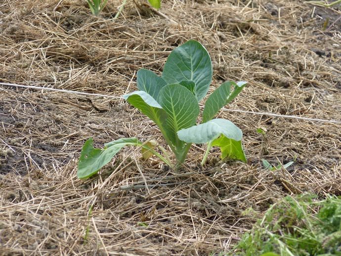 It is recommended to mulch Amager 611 cabbage