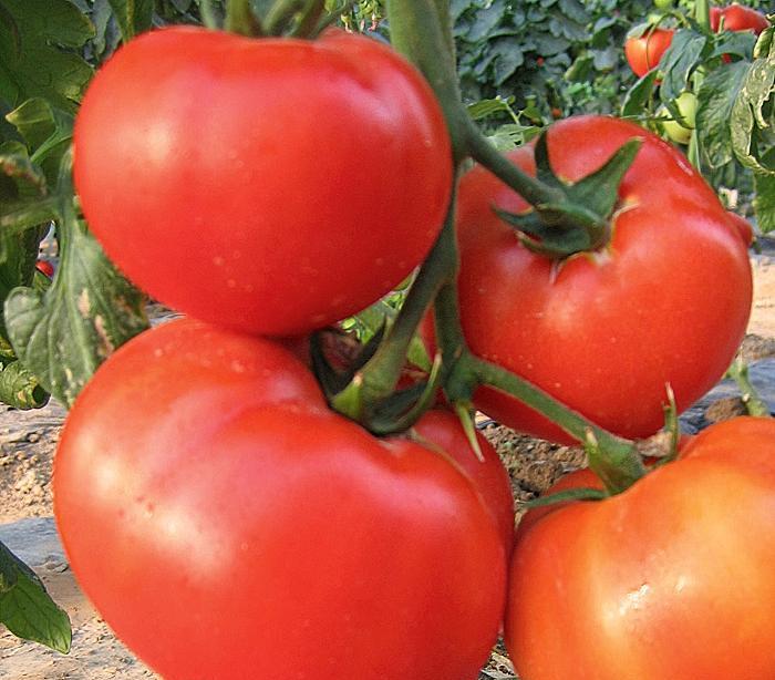 It is recommended to pick the already ripe tomatoes immediately, without letting them overripe