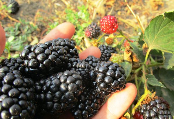 Inaayos ang blackberry