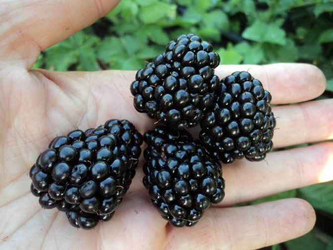 Inaayos ang blackberry