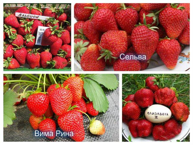Repairing strawberries: preparation for winter, crop care