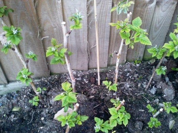 Repaired raspberries - growing and care.