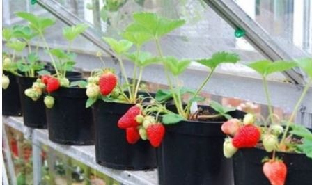 Repairing strawberry varieties: photo