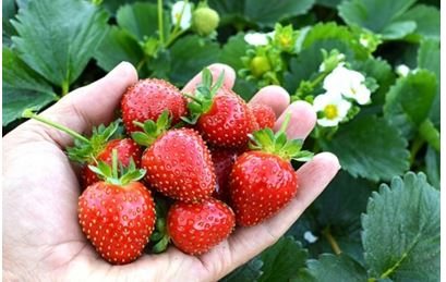 Repairing strawberry varieties: description