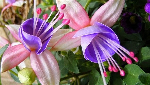 Trescescia bunga Rheo: penjagaan dan tanda-tanda