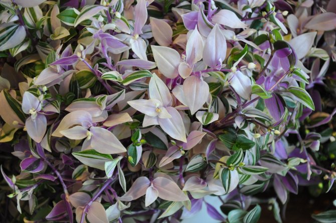 Rheo flower tradescantia: care and signs