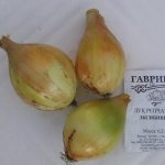 onions Exible