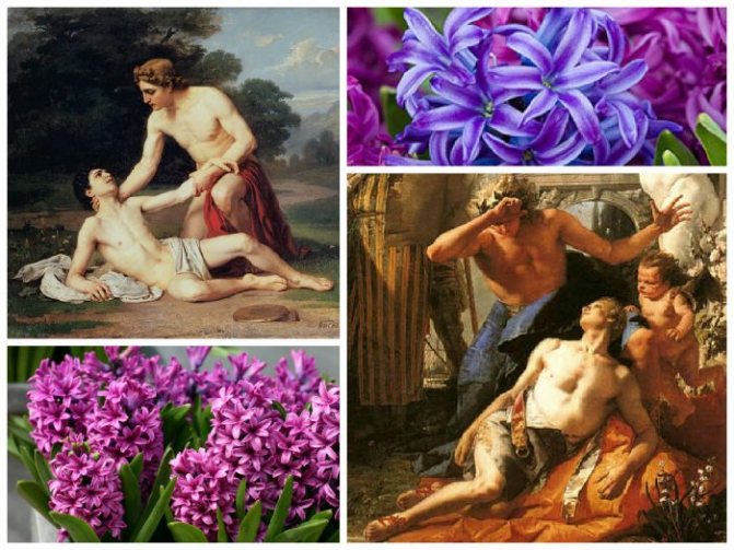reproduktioner av målningar-berättelser om ursprunget till hyacinter