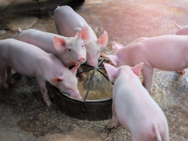 Regl för utfodring av grisar