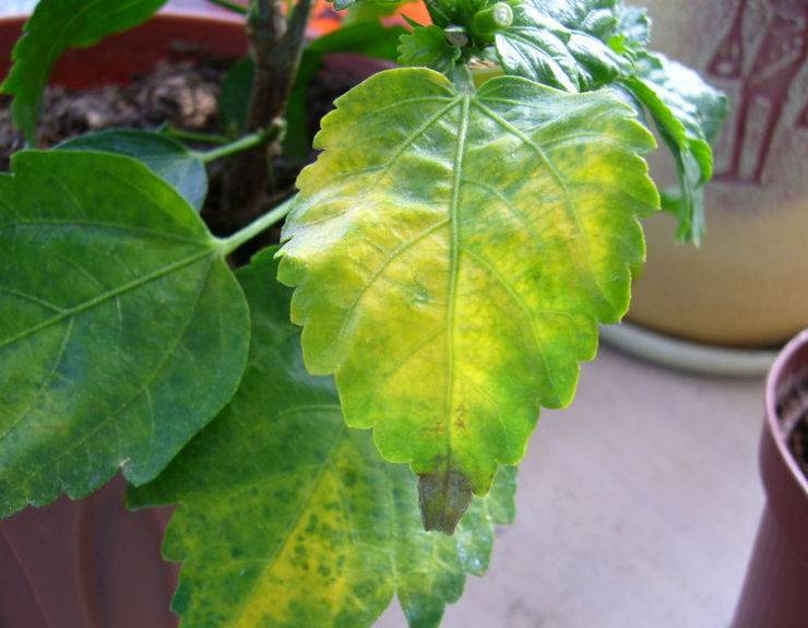 sudden changes in light levels can lead to yellowing and loss of foliage