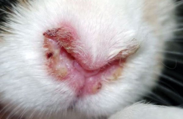 يمكن أن يقتل التهاب الأنف أرنبًا
