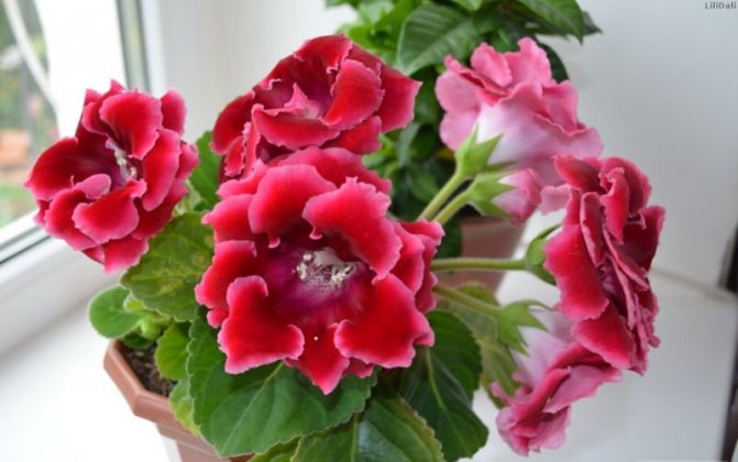 Глоксиния е родом от Южна Америка (Бразилия). В европейските страни те се запознават с цветето едва през 19 век.