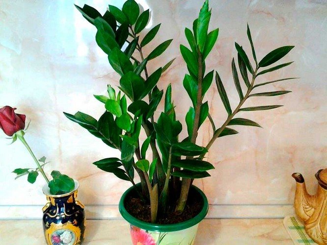 Heimatzamioculcas Zimmerpflanze