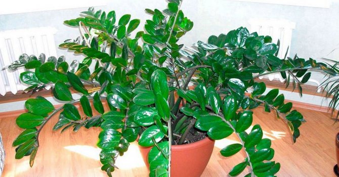Heimatzamioculcas Zimmerpflanze