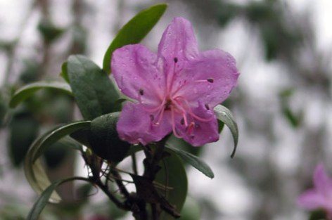 Daurian rhododendron
