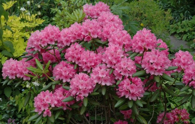 Rhododendron Haaga