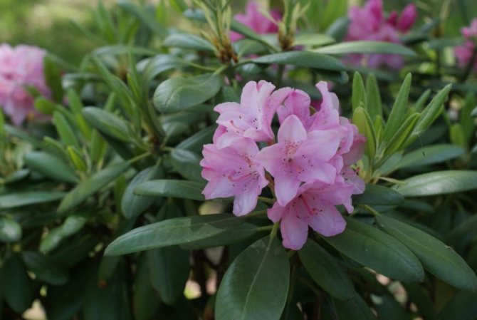 Rhododendron Helsingfors