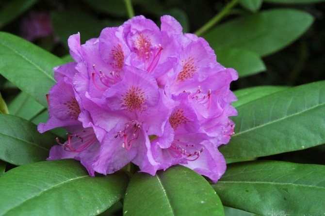 Rhododendron Katevbinsky "Grandiflorum"