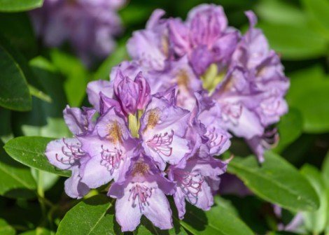 Rhododendron katevbinsky