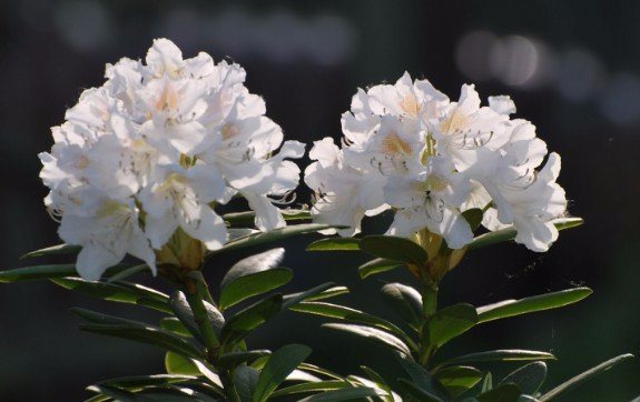 Rododendron caucazian