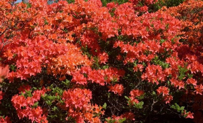 Mandarínová světla Rhododendron