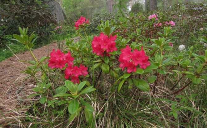 Rhododendron Mauritz