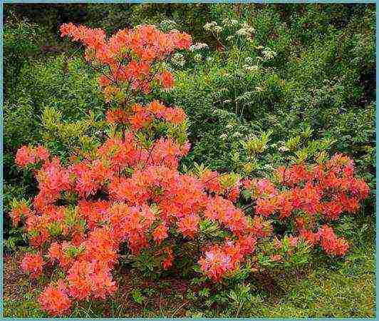 rododendron plantering och vård i det öppna fältet i Vitryssland
