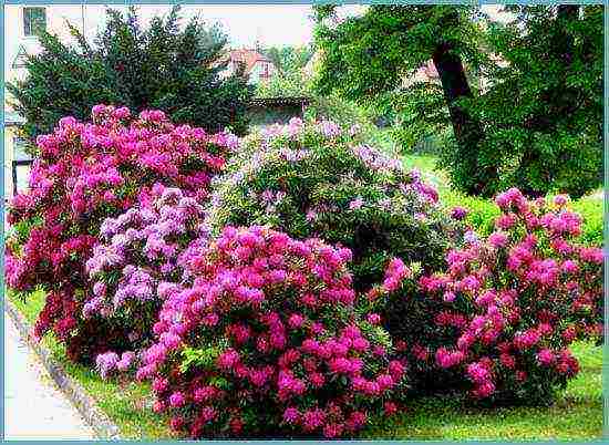 rododendron plantering och vård i det öppna fältet i Vitryssland