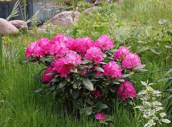 rhododendron planting in autumn and outdoor care