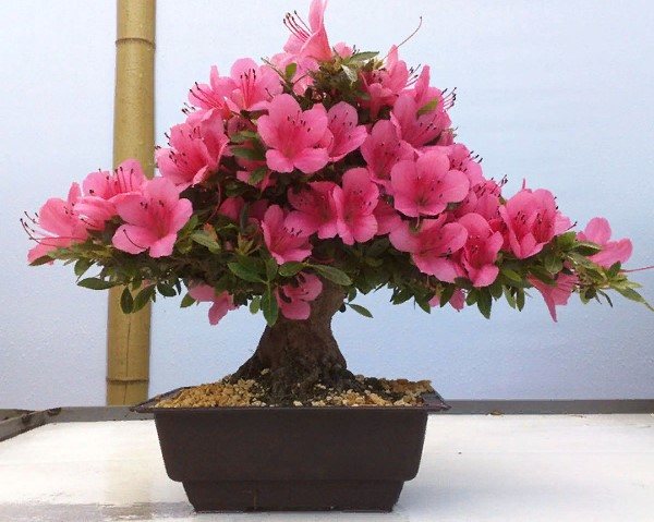 rhododendron sims
