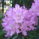 Rhododendron Smirnov