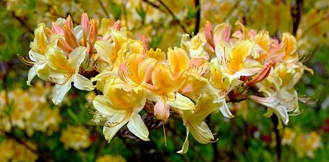 Rhododendronová žlutá nebo azalka pontská