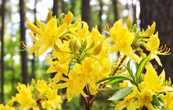 Rhododendron žlutá