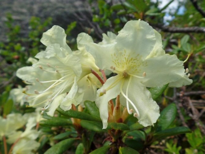 Rhododendron keemasan